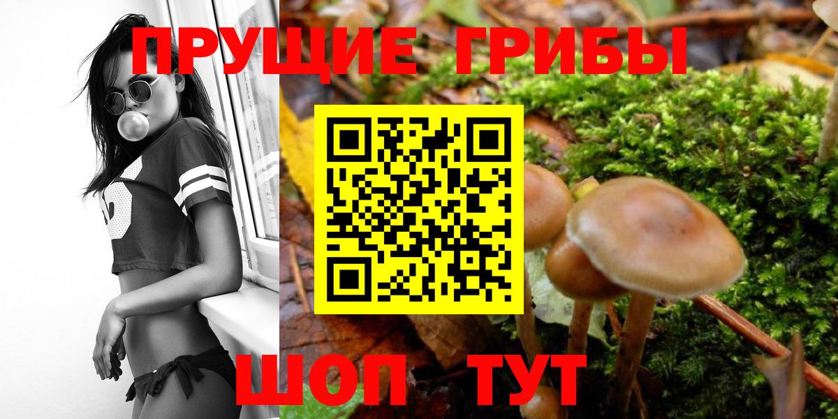 Волгоград  Псилоцибиновые грибы прущие грибы  продажа наркотиков  Вход с VPN 